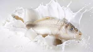 दूध और मछली एक साथ: क्या यह सच में नुकसानदायक है? मिथकों और हकीकत का विश्लेषण।