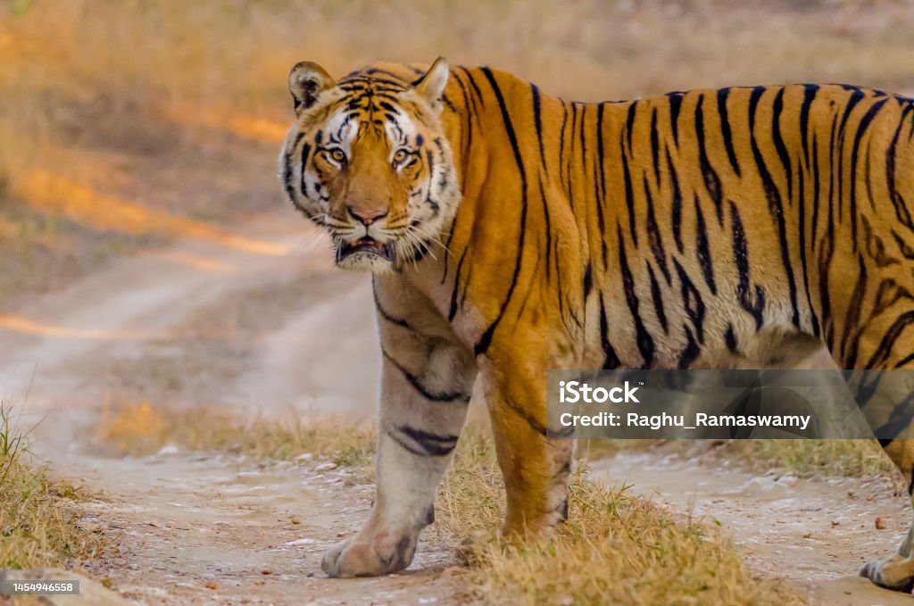 अंतर्राष्ट्रीय बाघ दिवस 2025: जानिए तारीख, महत्व, इतिहास और संरक्षण की आवश्यकताप्रस्तावना