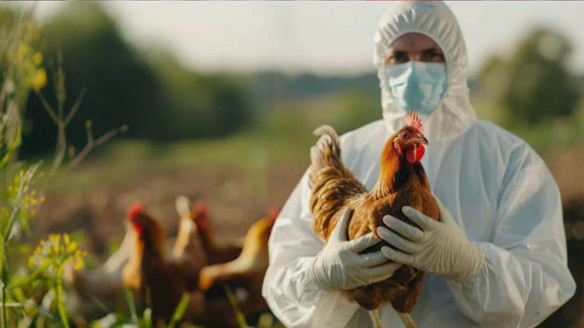 बर्ड फ्लू