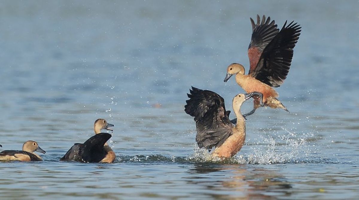 पश्चिम बर्दवान में प्रवासी पक्षियों का आगमन शुरू: गढ़ जंगल में बढ़ी चहल-पहल